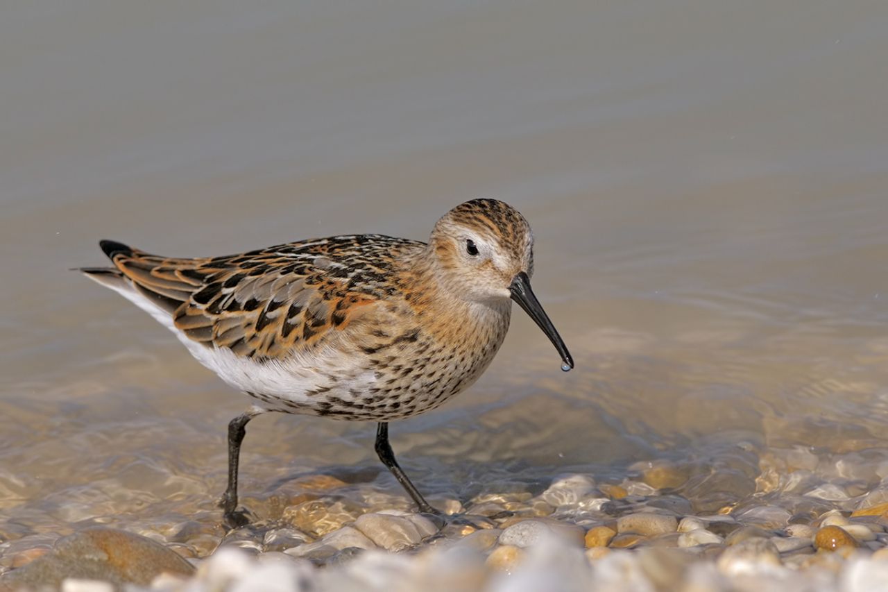 Piovanello pancianera Calidris alpina